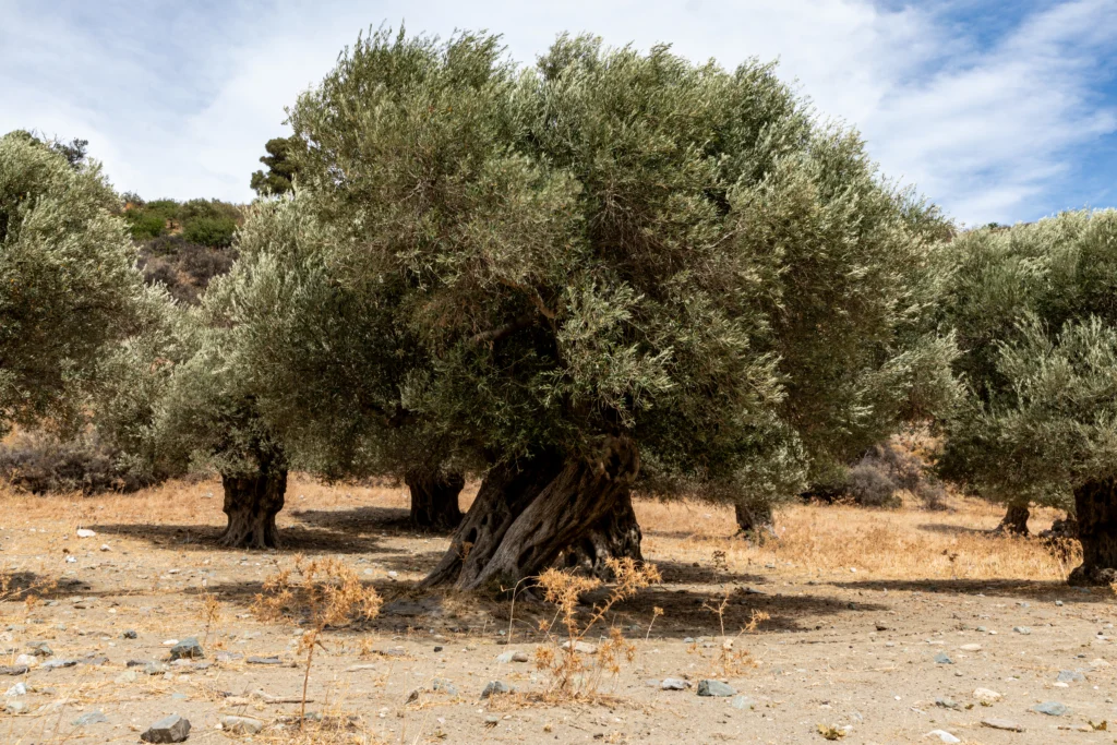 Αιωνόβιες ελιές με χοντρούς στριφτούς κορμούς σε ξερό χωράφι κάτω από γαλάζιο ουρανό στην Κρήτη