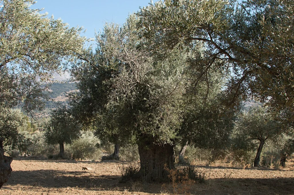 Αιωνόβιες ελιές σε ελαιώνα με ξερό χορτάρι, στον δρόμο από το Τσικαλαριό προς το Χαλκί της Νάξου