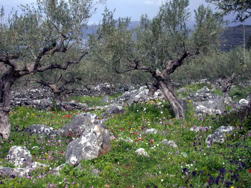 Παλιές ελιές ανάμεσα σε πέτρες και ανοιξιάτικα αγριολούλουδα σε ελαιώνα της Μάνης