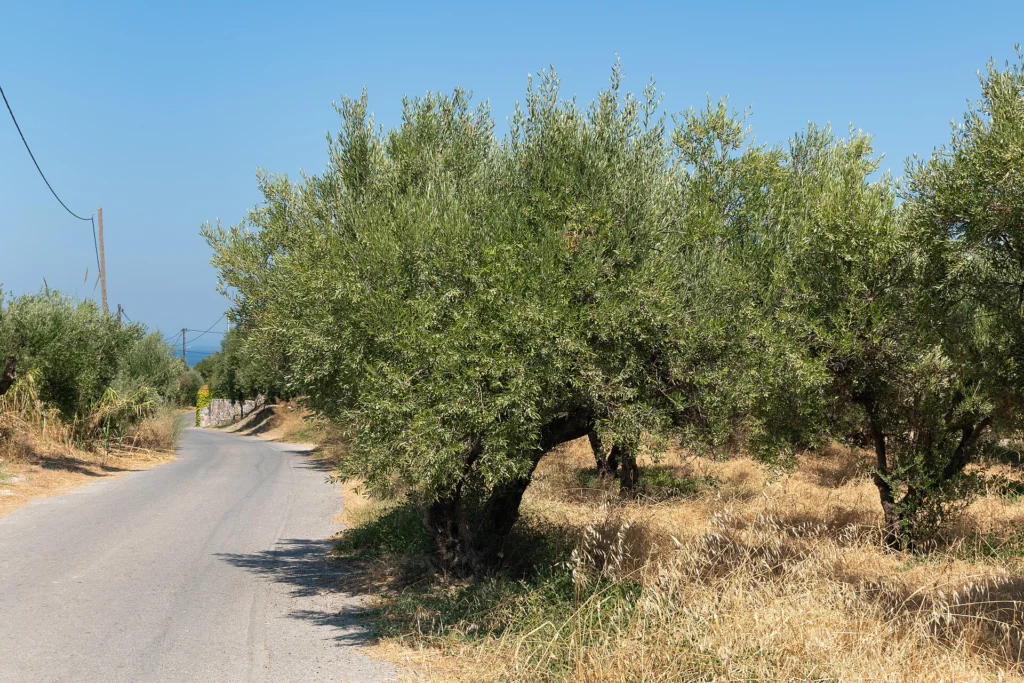 Αιωνόβιες ελιές δίπλα σε αγροτικό δρόμο στις Καλύβες του Αποκόρωνα, καλοκαίρι με ξερά χόρτα