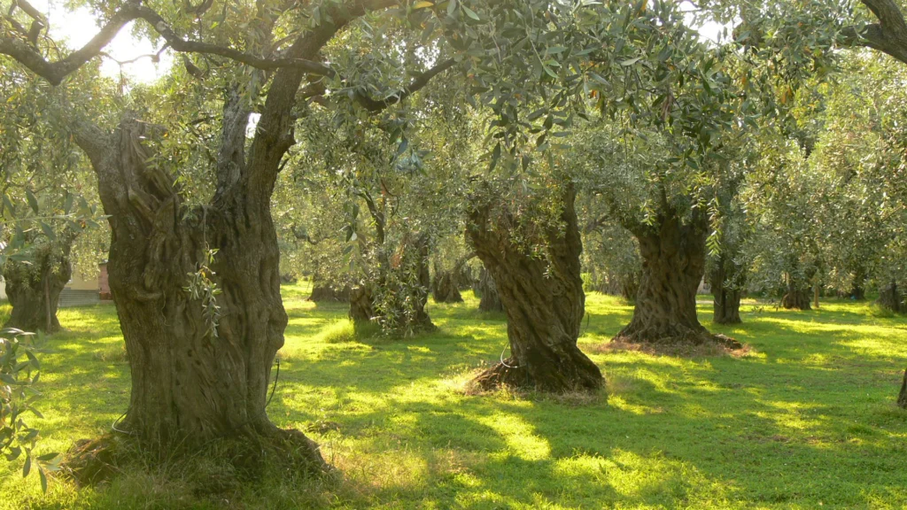 Αιωνόβιες ελιές σε ελαιώνα της Θάσου με χορτάρι και ήλιο ανάμεσα στους κορμούς