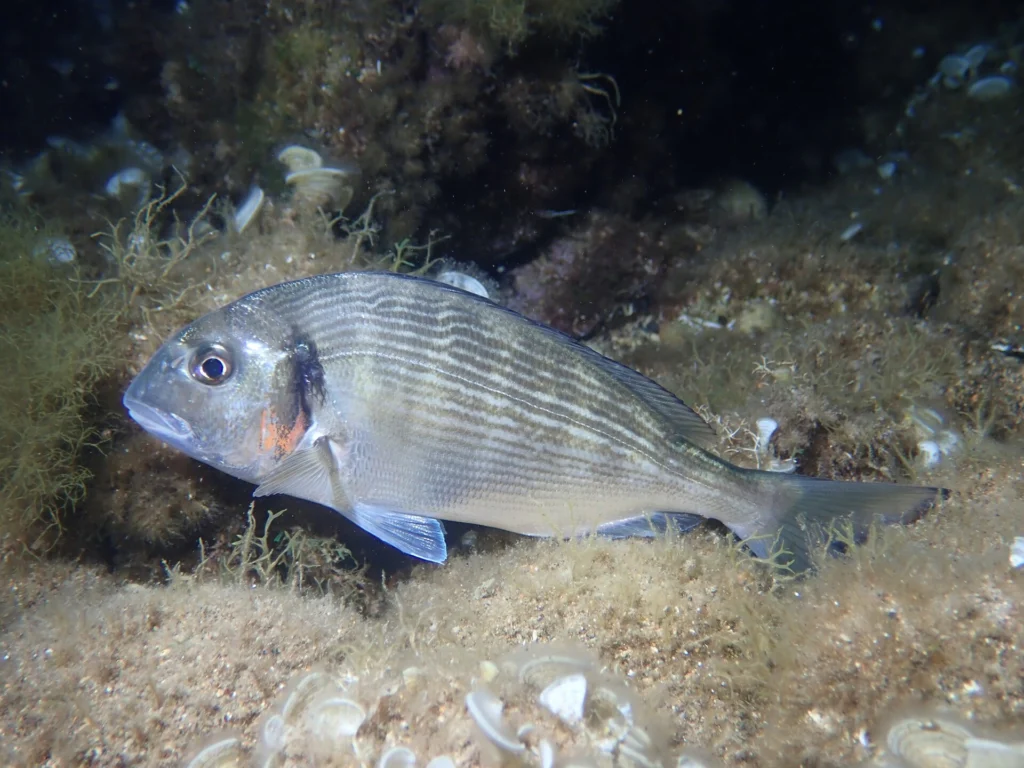 Τσιπούρα (Sparus aurata) που κολυμπά κοντά στον βυθό της θάλασσας, πριν γίνει ψάρι της ταβέρνας