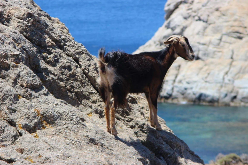 Σκούρα κατσίκα που στέκεται σε βράχους πάνω από τη θάλασσα στην Ελλάδα