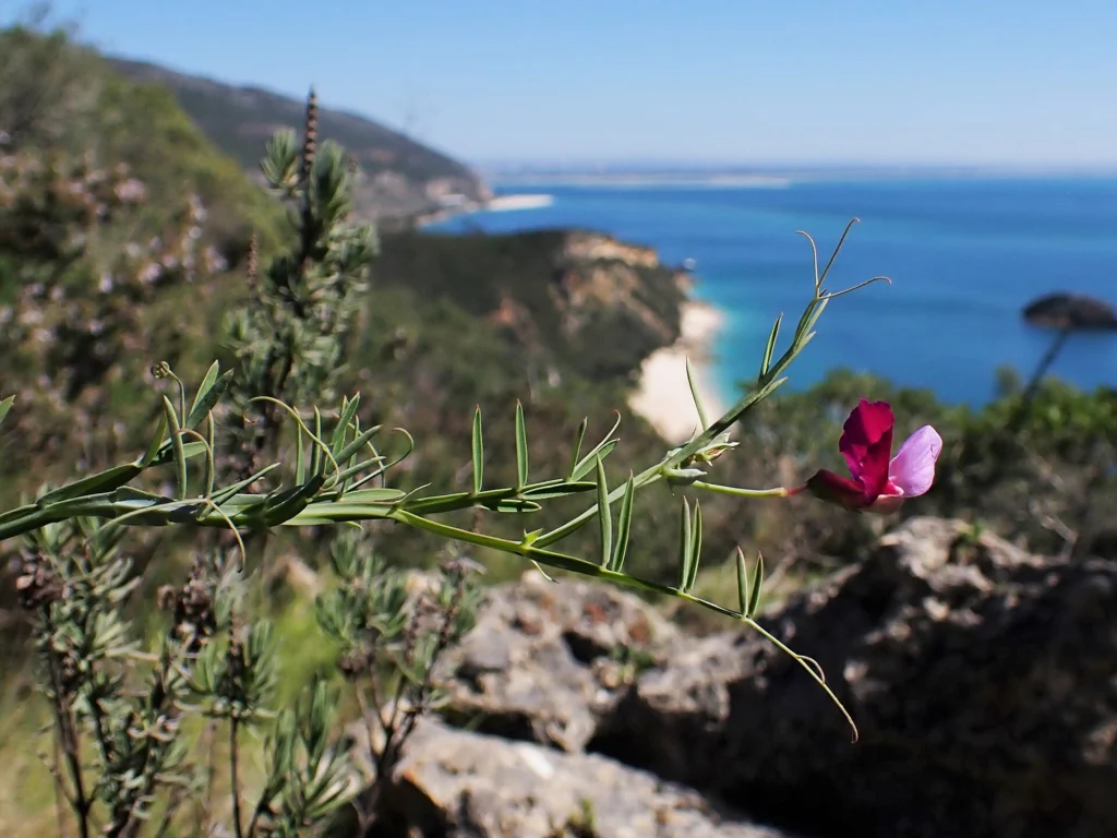 Κλαδί του φυτού Lathyrus clymenum με ένα ροζ άνθος πάνω σε βραχώδη πλαγιά με θάλασσα στο βάθος