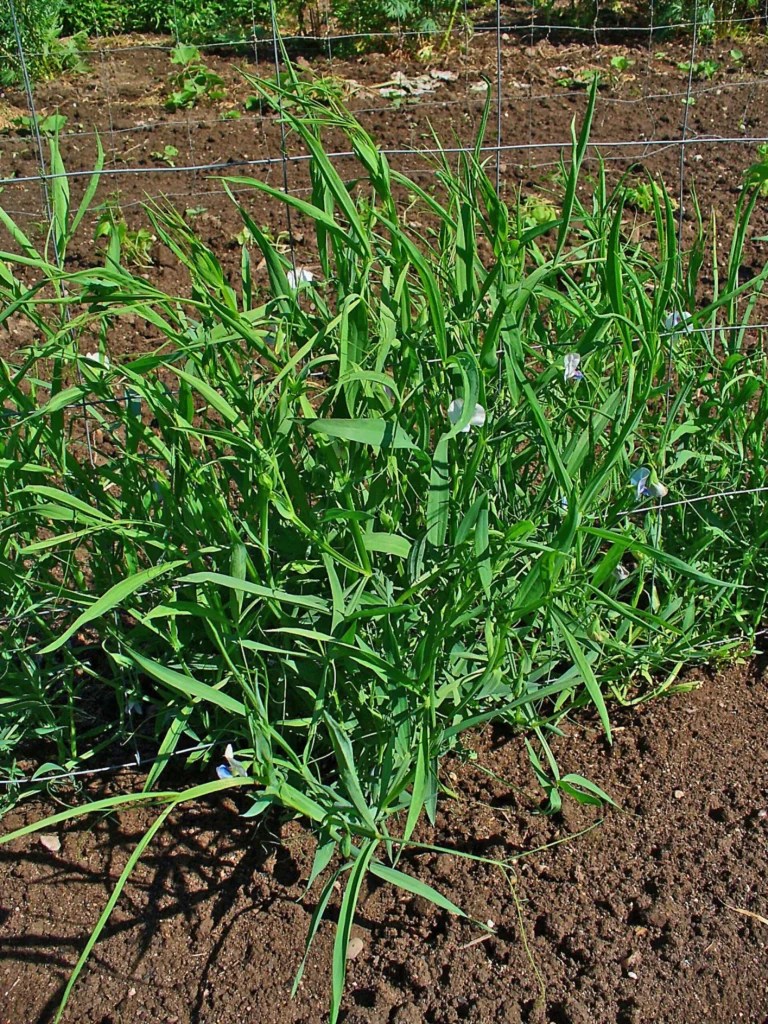 Φυτό Lathyrus sativus με στενά φύλλα και λευκά-γαλάζια άνθη σε χωράφι με σκούρο χώμα και συρματόπλεγμα