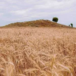 Χρυσό σιτοχώραφο με ώριμα στάχυα και ένα ύψωμα στο βάθος, τοπίο της Λήμνου που ζυμώνει το αλεύρι της