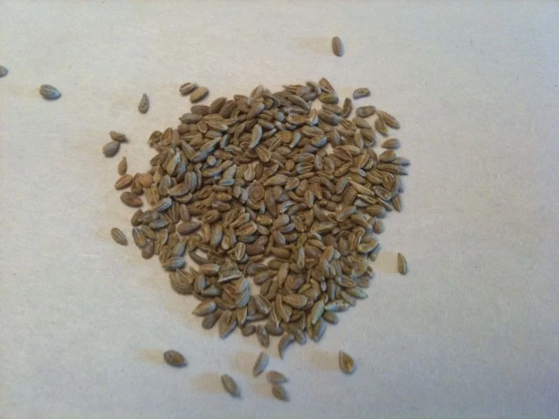 Σωρός από σπόρους γλυκάνισου (Pimpinella anisum) σε ανοιχτόχρωμη επιφάνεια