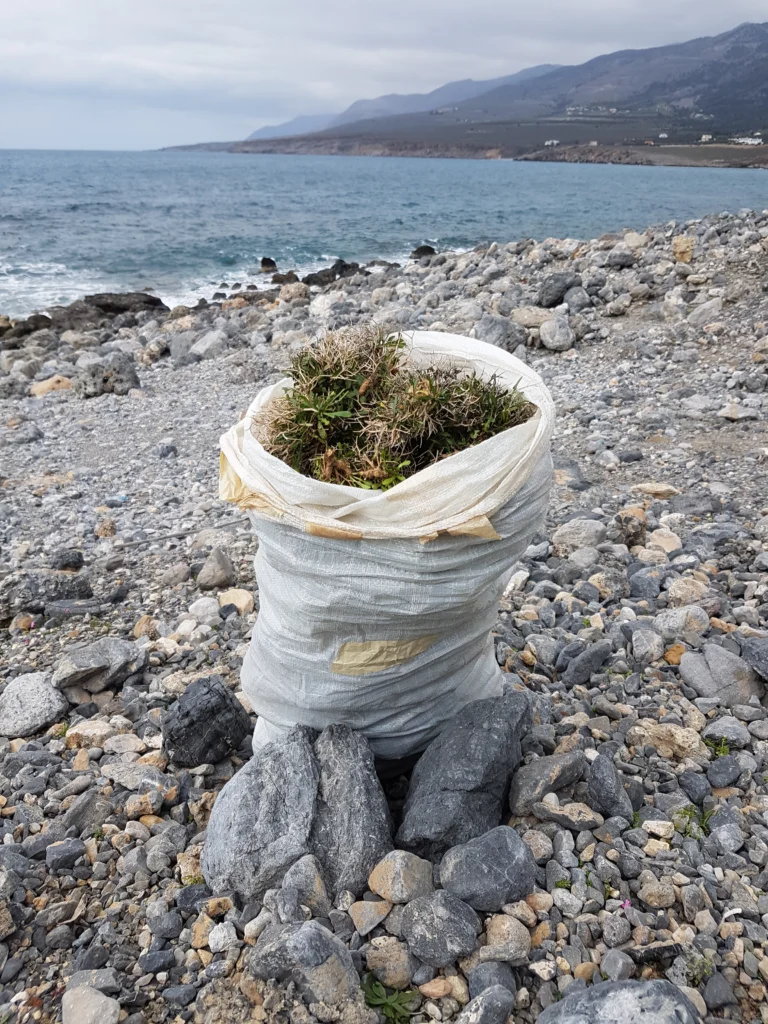 Σάκος γεμάτος σταμναγκάθι, αγκαθωτό άγριο ραδίκι, πάνω σε βότσαλα δίπλα στη θάλασσα στα Σφακιά